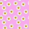 Seamless pattern of chamomile flowers on a neutral background Royalty Free Stock Photo