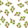 Seamless pattern with chinese schisandra branches