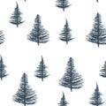 Blue spruces on the white background.