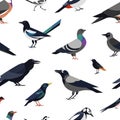 Seamless pattern with city synanthrope and wild forest birds on white background. Trendy ornithological vector Royalty Free Stock Photo