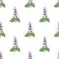 Seamless pattern with Clary sage