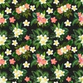 Seamless pattern of Clivia and Plumeria flowers and green tropical leaves Royalty Free Stock Photo