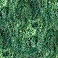 Seamless pattern of Close-up full frame green grass background bougainvillea leave. non-flower.