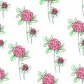 Seamless pattern of clover on a white background
