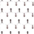 Seamless pattern colony ants on white background. Vector insects template in flat style for any purpose. Modern animals texture Royalty Free Stock Photo