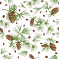 Seamless pattern with color cedar branches and pinecones isolated on white background Royalty Free Stock Photo