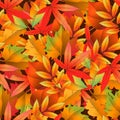 Seamless pattern with colorful autumn leaves. Vector illustration Royalty Free Stock Photo