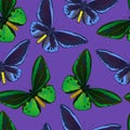 Seamless pattern with colorful big tropical butterflies, swallowtail and birdwing, papilio and ornitoptera papilionidae.