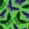 Seamless pattern with colorful big tropical butterflies, swallowtail and birdwing, papilio and ornitoptera papilionidae.