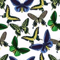 Seamless pattern with colorful big tropical butterflies, swallowtail and birdwing, papilio and ornitoptera papilionidae.