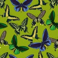 Seamless pattern with colorful big tropical butterflies, swallowtail and birdwing, papilio and ornitoptera papilionidae.