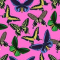 Seamless pattern with colorful big tropical butterflies, swallowtail and birdwing, papilio and ornitoptera papilionidae.