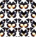 Seamless pattern colorful butterflies hypolimnas, blue black unusual butterfly texture, colorful background