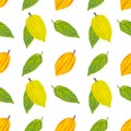 Seamless pattern colorful cocoa fruits and leaves on a white background.