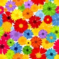 Seamless pattern with colorful gerbera flowers. Vector illustration.