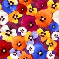 Seamless pattern with colorful pansy flowers. Vector illustration. Royalty Free Stock Photo