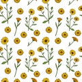 Seamless pattern with common marigold