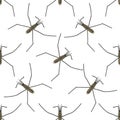 Seamless pattern with Common water strider. Gerridae. GERRIS LACUSTRIS. hand-drawn water strider . Vector