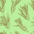 Seamless pattern with corn cobs. Drawing in old retro engraving style. Hand drawn detailed botanical illustration Royalty Free Stock Photo