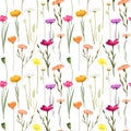 Seamless pattern of cornflowers, chamomiles and other bright meadow flowers