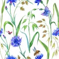 Seamless pattern of cornflowers, grasses and insects, watercolor painting on white background Royalty Free Stock Photo