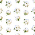 Seamless pattern with cotton plant on white background Royalty Free Stock Photo