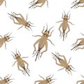 Seamless pattern with cricket or grig. Gryllus campestris. hand-drawn cricket. grig. . Vector