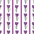 Seamless pattern with crocus illustration on white background with violet stripes, great design for any purposes. Greeting