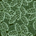 Seamless pattern of ctenanthe burle-marxii leaves, vector