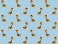 Seamless pattern of cute cartoon baby giraffes with ruddy pink cheeks and white outlines like stickers on a blue background. Endle Royalty Free Stock Photo