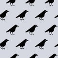 Seamless pattern of cute raven crow vector on gray background. Funny illustration