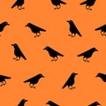 Seamless pattern of cute raven crow vector on orange background. Funny illustration