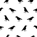 Seamless pattern of cute raven crow vector on white background. Funny illustration