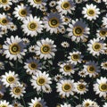 Seamless pattern with 3d realistic daisy flowers illustration design