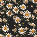 Seamless pattern with 3d realistic daisy flowers illustration design