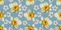 daffodil and cherry blossoms on a blue background Royalty Free Stock Photo