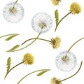 Seamless pattern dandelion