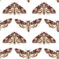 Seamless pattern with Deaths Head Hawk Moth. Nocturnal tropical butterfly. Mystical symbol. Royalty Free Stock Photo
