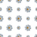 Camomiles. Delicate white flowers. Repeating vector pattern. Isolated colorless background. Snow-white daisies. Royalty Free Stock Photo