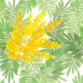 Seamless pattern with dense texture of mimosa branches with yellow flowers and green leaves on a white background Royalty Free Stock Photo