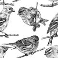 Seamless pattern with different birds drawn by hand