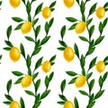 seamless pattern with drawing branches of lemon tree with fruits and leaves Royalty Free Stock Photo