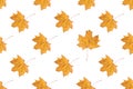 Seamless pattern of orange autumn maple leaves isolated on white background Royalty Free Stock Photo