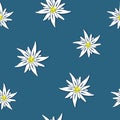 Seamless pattern edelweiss flower on blue background Royalty Free Stock Photo