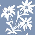 seamless pattern with edelweiss flowers. Snow beauty. Vector illustration. Alpine star. swiss