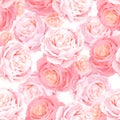 Seamless pattern with elegance color pink roses. Royalty Free Stock Photo