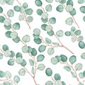 Seamless pattern of eucalyptus branches on white background