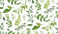 Seamless pattern of Eucalyptus palm fern different tree, foliage