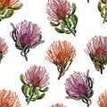 Seamless pattern with exotic pincushion protea flowers. Royalty Free Stock Photo