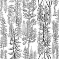 A Seamless Pattern featuring spruce and pine Trees, Black and White Forest Vector illustration Royalty Free Stock Photo